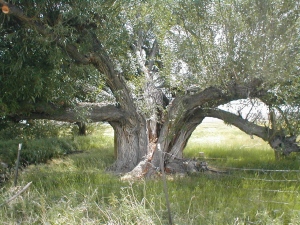 Old cottonwood tree near schoolhouse, Nathrop, Colorado. Photo taken Summer 2001